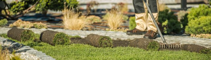 Landscaping Contractor Installing Sod For New Lawn.